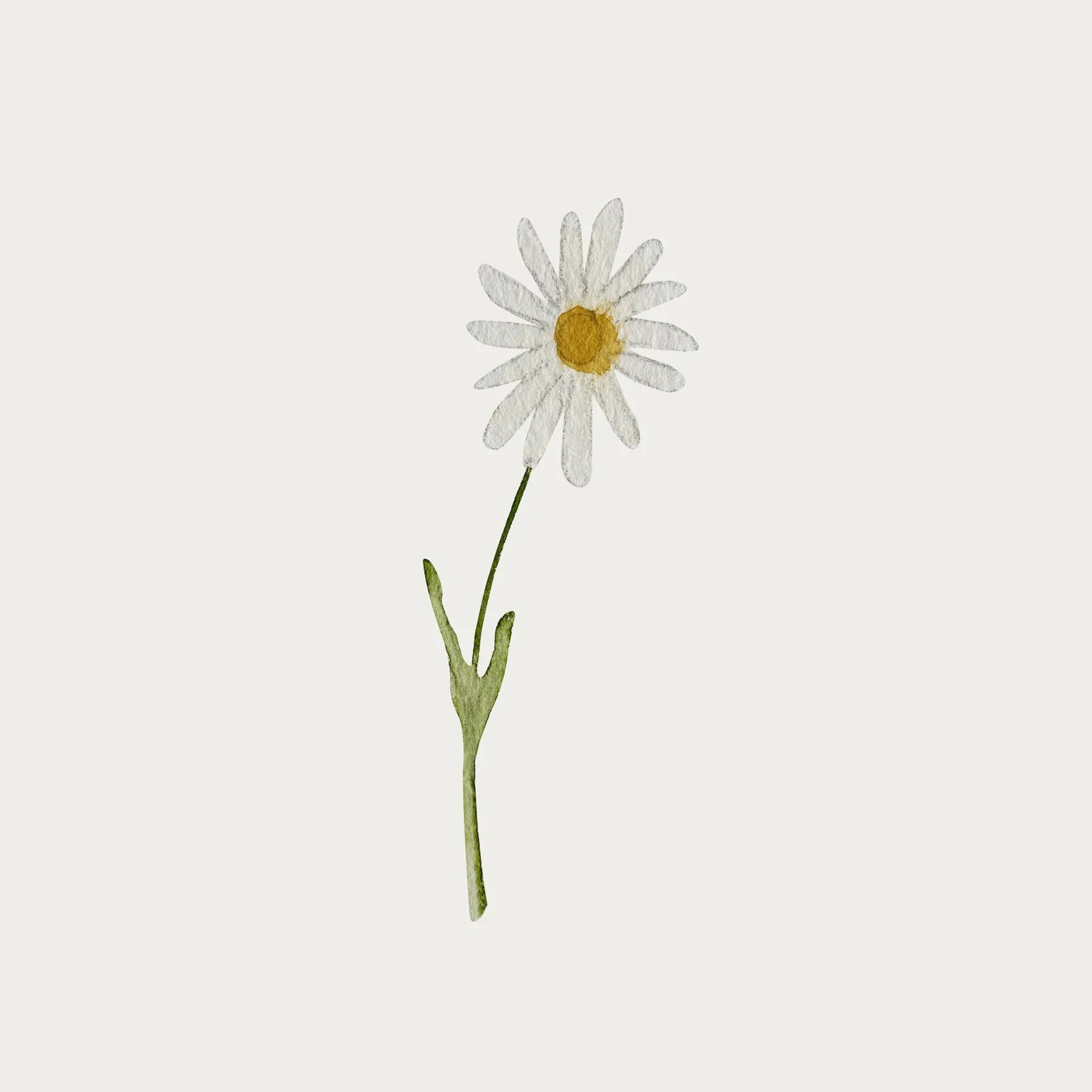 Flower - Daisy 1