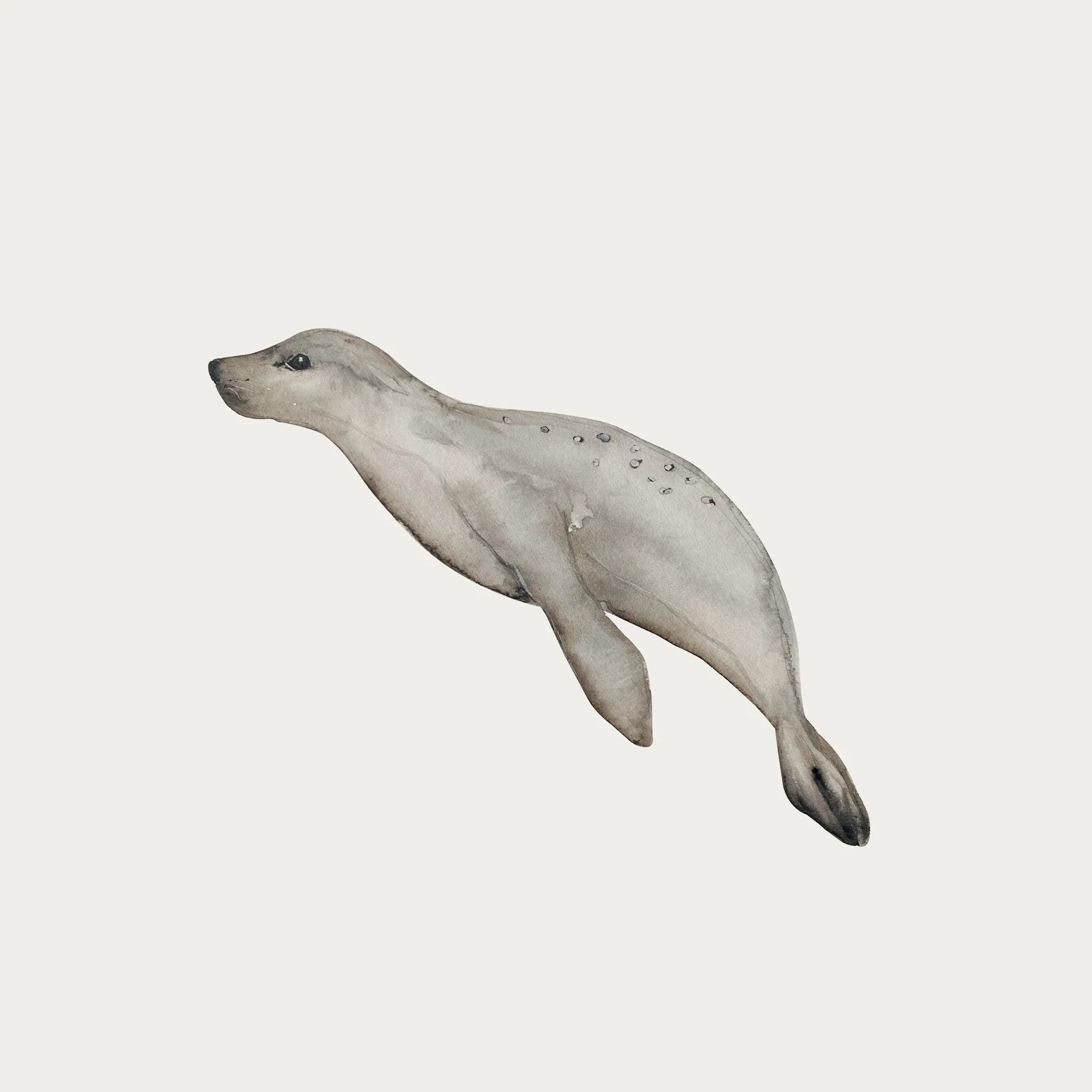 Sealion